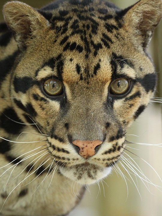 Majestic Big Cats Of India