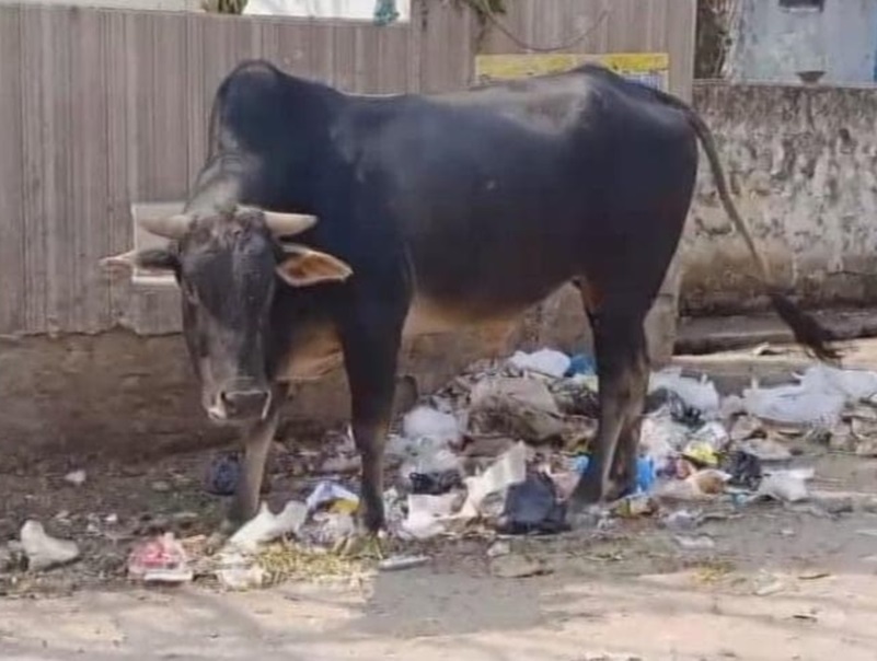 Gwalior News: सांड ने ली एक और जान, हत्या समझकर परिजन कर रहे थे रोड जाम, सीसीटीवी ने किया खुलासा