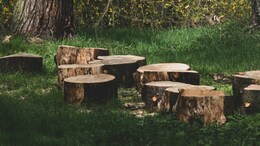Muslim Body Issues Fatwa Against Cutting Trees, Burning Crops