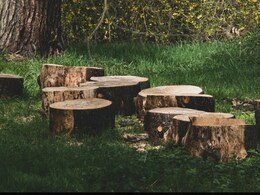 Muslim Body Issues Fatwa Against Cutting Trees, Burning Crops Muslim Body Issues Fatwa Against Cutting Trees, Burning Crops