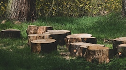 Delhi Government Issues SOP To Curb Tree Offences