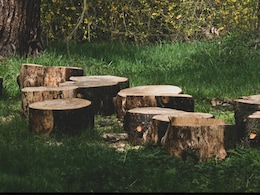 Delhi Government Issues SOP To Curb Tree Offences