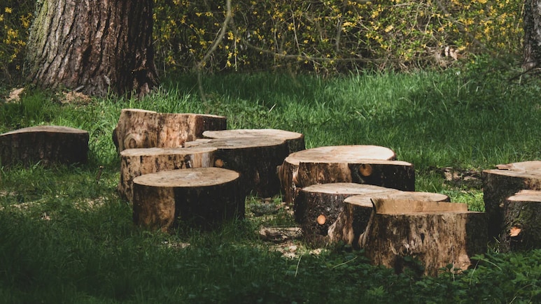 Delhi Government Issues SOP To Curb Tree Offences