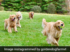 Travel To This Vermont Farm In USA To Hang Out With Golden Retrievers