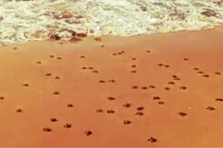 Olive Ridley Turtles Start Laying Eggs, Hatcheries Set Up In 8 Tamil Nadu Districts Olive Ridley Turtles Start Laying Eggs, Hatcheries Set Up In 8 Tamil Nadu Districts