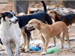 Stray Dog Havoc: सतना में आवारा कुत्तों के कहर से दहशत! राह चलते लोगों को बना रहे शिकार  Stray Dog Havoc: सतना में आवारा कुत्तों के कहर से दहशत! राह चलते लोगों को बना रहे शिकार