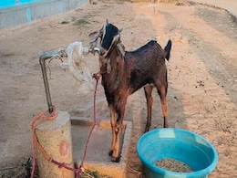 Maihar : उद्घाटन होते ही टांय-टांय फिस्स हुआ 1500 करोड़ रुपये का प्रोजेक्ट, अब ग्रामीण टोंटियों में बांध रहे गाय-बकरी  Maihar : उद्घाटन होते ही टांय-टांय फिस्स हुआ 1500 करोड़ रुपये का प्रोजेक्ट, अब ग्रामीण टोंटियों में बांध रहे गाय-बकरी