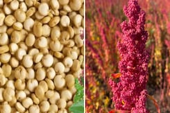 अमेरिका सुपर फूड किनोवा की खेती अब राजस्थान में भी अमेरिका सुपर फूड किनोवा की खेती अब राजस्थान में भी