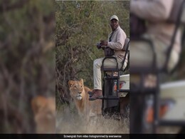 जंगल सफारी के दौरान कैमरा लिए जीप पर बैठा था शख्स, जैसी ही पलटकर देखा, उसे घूर रहा था पीछे खड़ा शेर, फिर जो हुआ... जंगल सफारी के दौरान कैमरा लिए जीप पर बैठा था शख्स, जैसी ही पलटकर देखा, उसे घूर रहा था पीछे खड़ा शेर, फिर जो हुआ...