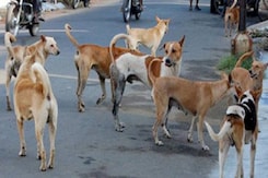 जयपुर में आवारा कुत्तों के आतंक से डरे लोग, कई बच्चों की गई जान! जयपुर में आवारा कुत्तों के आतंक से डरे लोग, कई बच्चों की गई जान!