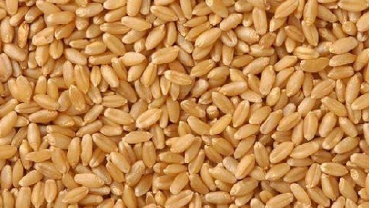 गेंहू खरीद के रजिस्ट्रेशन का आखिरी दिन, किसानों को मिलेगा कितना दाम?