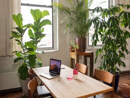 उन्हाळ्यातही तुमच्या घरातील बाग राहील हिरवीगार, रोपांचे संरक्षण करण्यासाठी फॉलो करा 6 टिप्स  उन्हाळ्यातही तुमच्या घरातील बाग राहील हिरवीगार, रोपांचे संरक्षण करण्यासाठी फॉलो करा 6 टिप्स