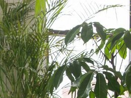 वास्तु के हिसाब से घर के अंदर नहीं लगाने चाहिए यह पौधे