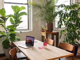 Benefits of having plants in the office: एम्प्लॉइज की प्रोडक्टिविटी को बढ़ाने के लिए ऑफिस में लगाएं पौधे, मिलेंगे और भी कई गजब के फायदे