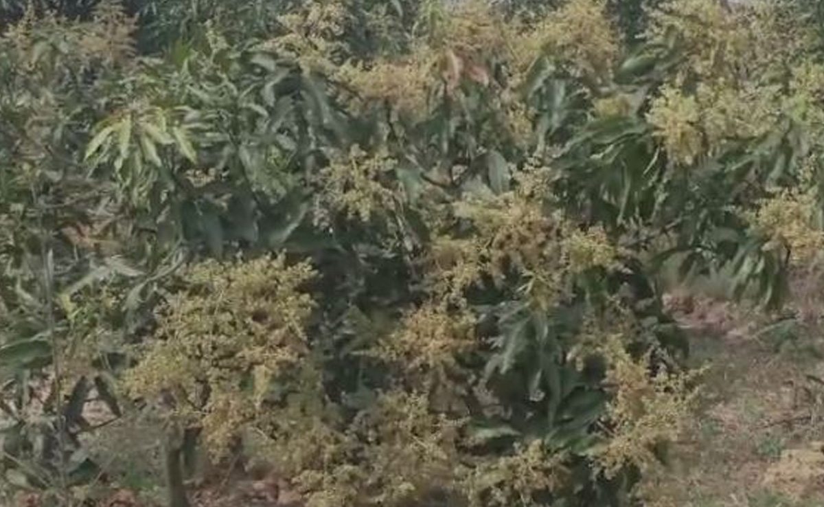 छत्तीसगढ़ के इस आम की कीमत है 2.5 लाख रुपये! एक फल का वजन 4-5 किलो, जानें इसके बारे में