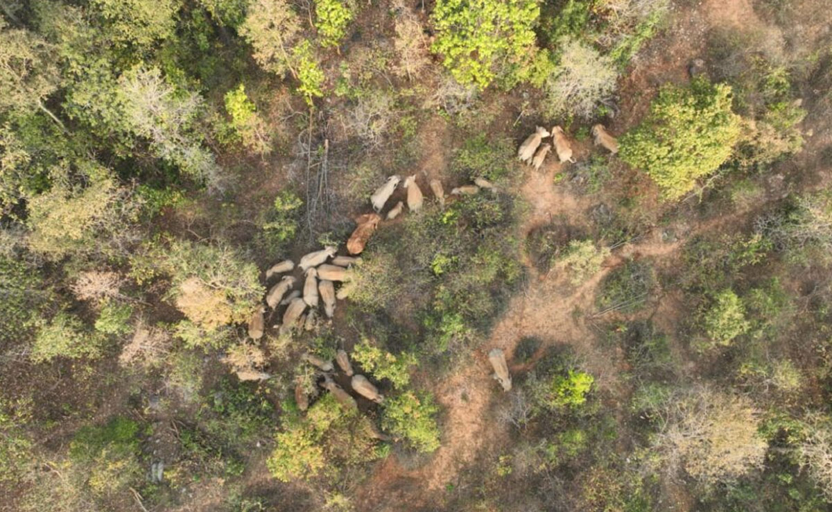 रायगढ़ में 72 हाथियों के दल ने मचाया उत्पात, 19 किसानों की फसलों को पहुंचाया नुकसान