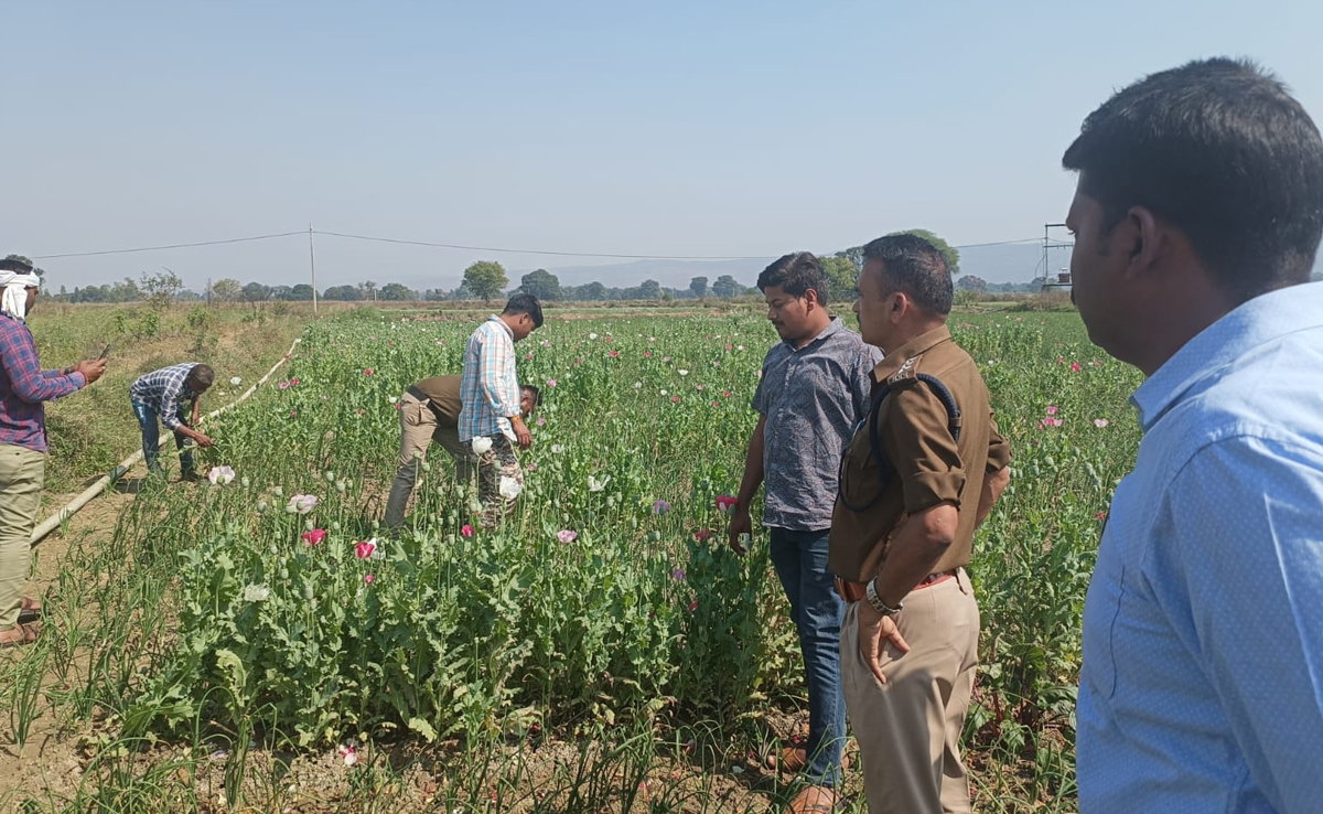 Opium Farming: प्याज के साथ खेत में लहलहा रही थी अफीम की फसल, जब आया पकड़ में तो हुई ऐसी कार्रवाई