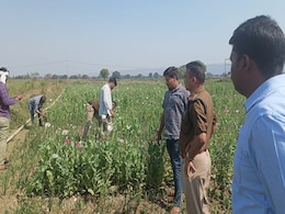 Opium Farming: प्याज के साथ खेत में लहलहा रही थी अफीम की फसल, जब आया पकड़ में तो हुई ऐसी कार्रवाई Opium Farming: प्याज के साथ खेत में लहलहा रही थी अफीम की फसल, जब आया पकड़ में तो हुई ऐसी कार्रवाई