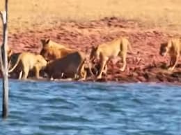 शिकार को देखते ही पीछे दौड़ पड़े एकसाथ 22 शेर, छलांग मारकर हिरण को दबोचा, फिर जो हुआ, कभी देखा नहीं होगा शिकार को देखते ही पीछे दौड़ पड़े एकसाथ 22 शेर, छलांग मारकर हिरण को दबोचा, फिर जो हुआ, कभी देखा नहीं होगा