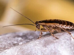 घर में हर जगह गंदगी फैलाने लगे हैं कॉकरोच तो इन आसान तरीकों से पाएं छुटकारा, एक भी Cockroach नहीं आएगा नजर 