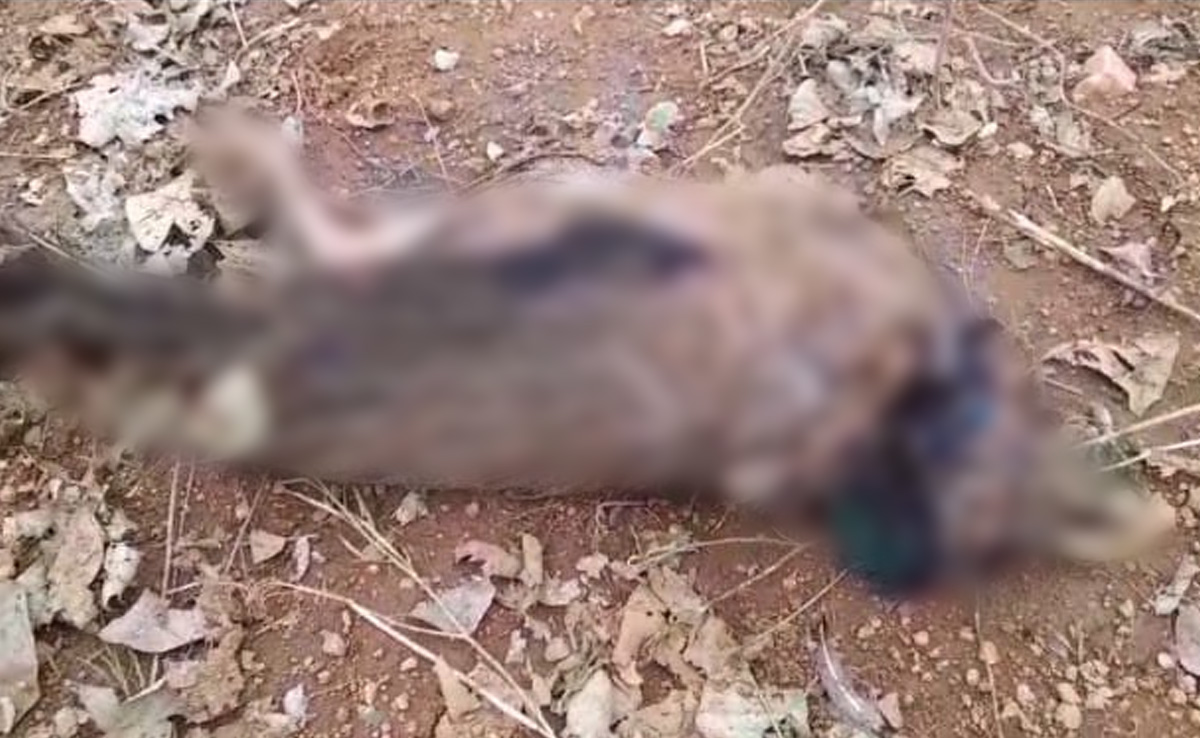 MP Weather Today: भीषण ओलावृष्टि से आधा दर्जन से ज्यादा मोर की मौत, फसल बर्बाद होने से किसानों की भी बढ़ी चिंता