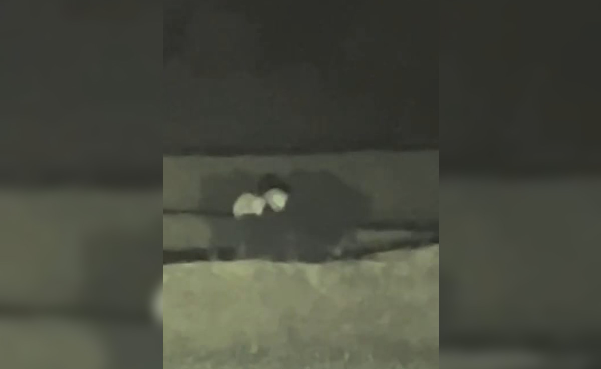 Chhattisgarh: अपनी मां की पीठ पर बैठकर जाता दिखा भालू का शावक, वीडियो देख आपका दिल भी हो जाएगा खुश