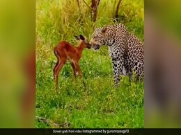 हिरण पर प्यार लुटाता नज़र आया जैगुआर, कभी पुचकारा तो कभी किया दुलार, अद्भुत नज़ारा कर देगा हैरान हिरण पर प्यार लुटाता नज़र आया जैगुआर, कभी पुचकारा तो कभी किया दुलार, अद्भुत नज़ारा कर देगा हैरान