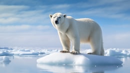 Arctic's First Ice-Free Summer Day May Occur Within A Decade, Study Finds