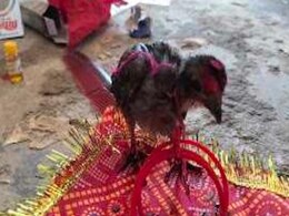 MCB: मुर्गी का मेकअप कर घर-घर घुमाते हैं ग्रामीण, जानें इसलिए निभा रहे सदियों पुरानी परंपरा MCB: मुर्गी का मेकअप कर घर-घर घुमाते हैं ग्रामीण, जानें इसलिए निभा रहे सदियों पुरानी परंपरा