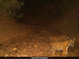 Birth Of 3 New Cubs Increases Tiger Population In Sariska Reserve Birth Of 3 New Cubs Increases Tiger Population In Sariska Reserve
