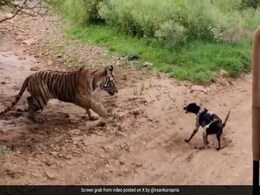 सोए हुए बाघ को छेड़ रहा था कुत्ता, गुस्से में उठा टाइगर, कुत्ते को गर्दन से दबोचा, लटकाकर जो किया, आप हिल जाएंगे सोए हुए बाघ को छेड़ रहा था कुत्ता, गुस्से में उठा टाइगर, कुत्ते को गर्दन से दबोचा, लटकाकर जो किया, आप हिल जाएंगे