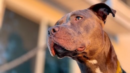 7-Year-Old Girl Attacked, Dragged Away By Pet Pitbull In Delhi