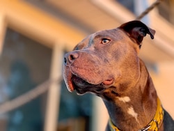 7-Year-Old Girl Injured In Sudden Attack By Pitbull In Chennai: Police
