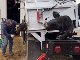 इंसान ही नहीं जानवरों को भी पड़ती है ब्यूटी ट्रीटमेंट की जरूरत, देखिए VIDEO इंसान ही नहीं जानवरों को भी पड़ती है ब्यूटी ट्रीटमेंट की जरूरत, देखिए VIDEO