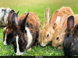 Boy, 9, Showed "No Emotion" After Killing Rabbits, Guinea Pigs At Dutch Petting Zoo, Says Staff Boy, 9, Showed "No Emotion" After Killing Rabbits, Guinea Pigs At Dutch Petting Zoo, Says Staff