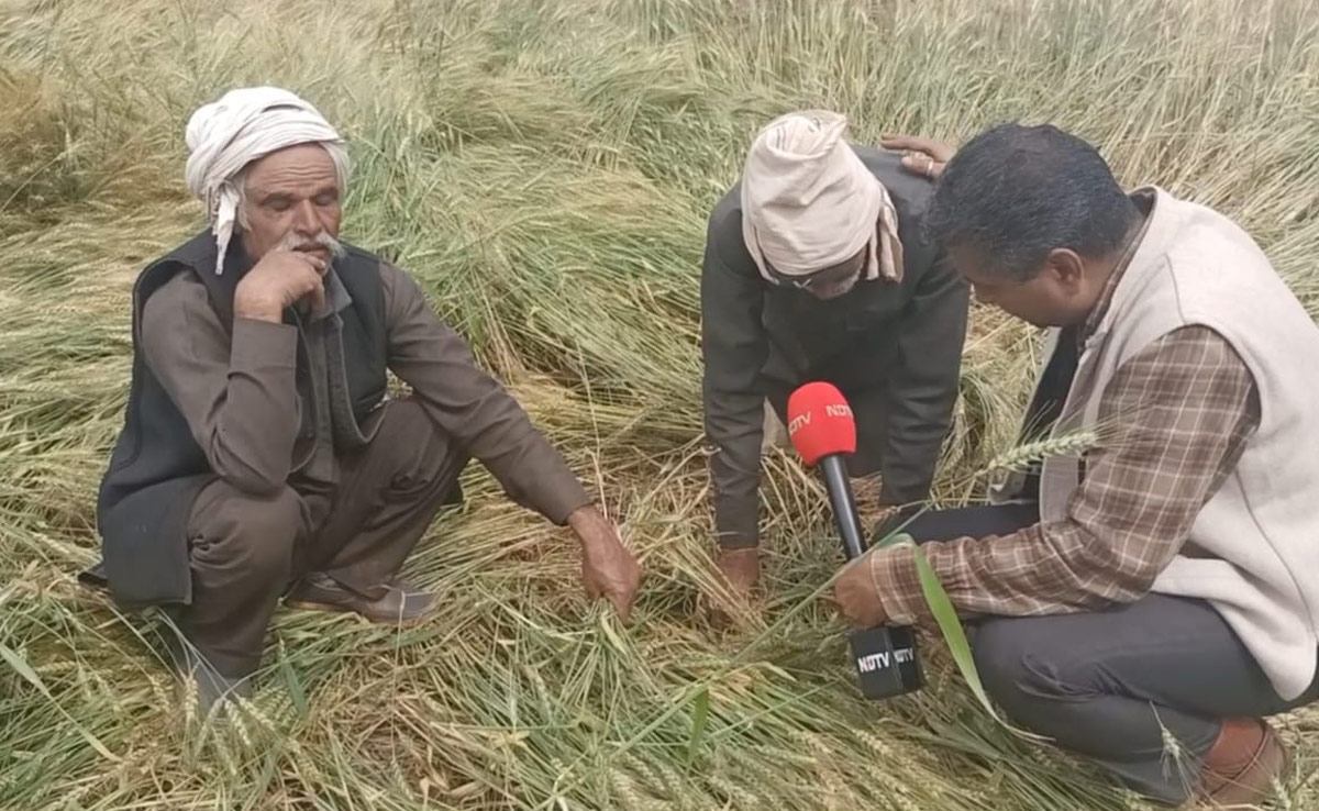 Shivpuri में बारिश और ओले ने की 2 हजार हेक्टेयर से ज्यादा की फसल चौपट, खेत में बैठकर रोते नजर आए किसान