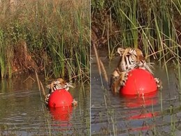 बॉल के साथ तालाब में चिल करता नजर आया Tiger, 69 लाख से ज्यादा लोग देख चुके हैं Video बॉल के साथ तालाब में चिल करता नजर आया Tiger, 69 लाख से ज्यादा लोग देख चुके हैं Video