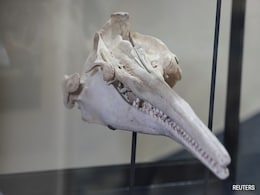 Fossil Of 16-Million-Year-Old River Dolphin Found In Peru Fossil Of 16-Million-Year-Old River Dolphin Found In Peru