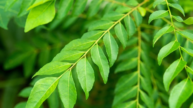 Curry leaves are rich in powerful plant compounds