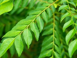 Lower Your Cholesterol Levels Naturally With Curry Leaves; Know 5 Ways To Use Lower Your Cholesterol Levels Naturally With Curry Leaves; Know 5 Ways To Use
