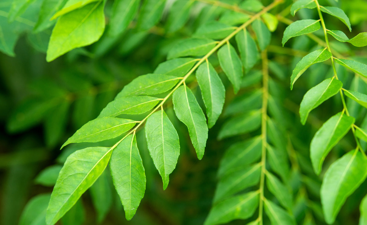 Curry leaves are rich in powerful plant compounds