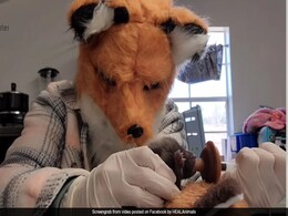 Here's Why US Wildlife Centre Staff Wears Fox Mask While Feeding Newborn Here's Why US Wildlife Centre Staff Wears Fox Mask While Feeding Newborn