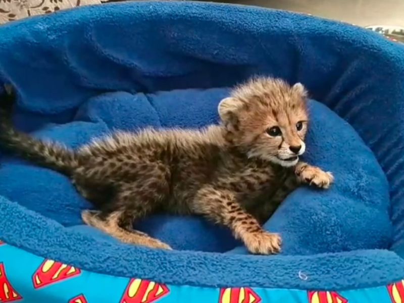 Kuno National Park: एक साल की हुई कूनो नेशनल पार्क में जन्मी पहली मादा शावक, आज सेलिब्रेट किया जाएगा बर्थडे