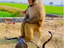 सांप ने मारी फुफकार तो बंदर ने चखा दिया मजा, देखें लड़ाई का खतरनाक VIDEO सांप ने मारी फुफकार तो बंदर ने चखा दिया मजा, देखें लड़ाई का खतरनाक VIDEO