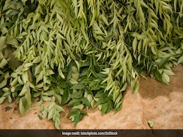 दिखने में छोटे और सुंदर ये हरे पत्ते आपकी सेहत के लिए हैं चमत्कारी, रोजाना 5 भी खाए लिए तो बीमारियां रहेंगी दूर दिखने में छोटे और सुंदर ये हरे पत्ते आपकी सेहत के लिए हैं चमत्कारी, रोजाना 5 भी खाए लिए तो बीमारियां रहेंगी दूर