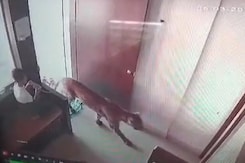 Watch: 13-Year-Old Saw A Leopard Entering A Room, Quickly Locked It Inside Watch: 13-Year-Old Saw A Leopard Entering A Room, Quickly Locked It Inside