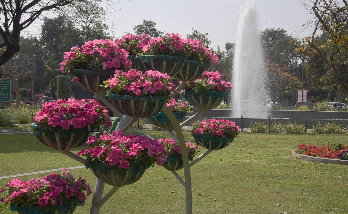 Delighful pink flowers bloom in Delhis Central Park. Delighful pink flowers bloom in Delhis Central Park.
