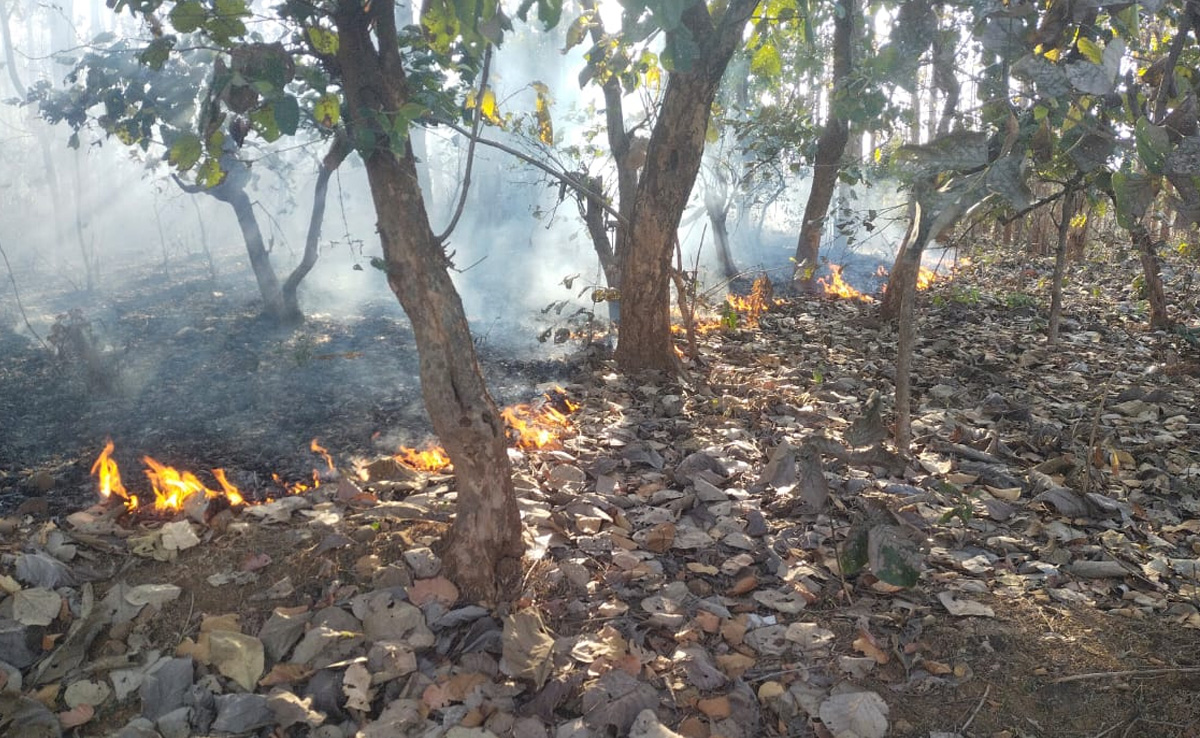 छत्तीसगढ़ के जंगलों में लगी आग, सागौन के पेड़ों से लेकर आयुर्वेदिक औषधियां जलकर हुईं ख़ाक