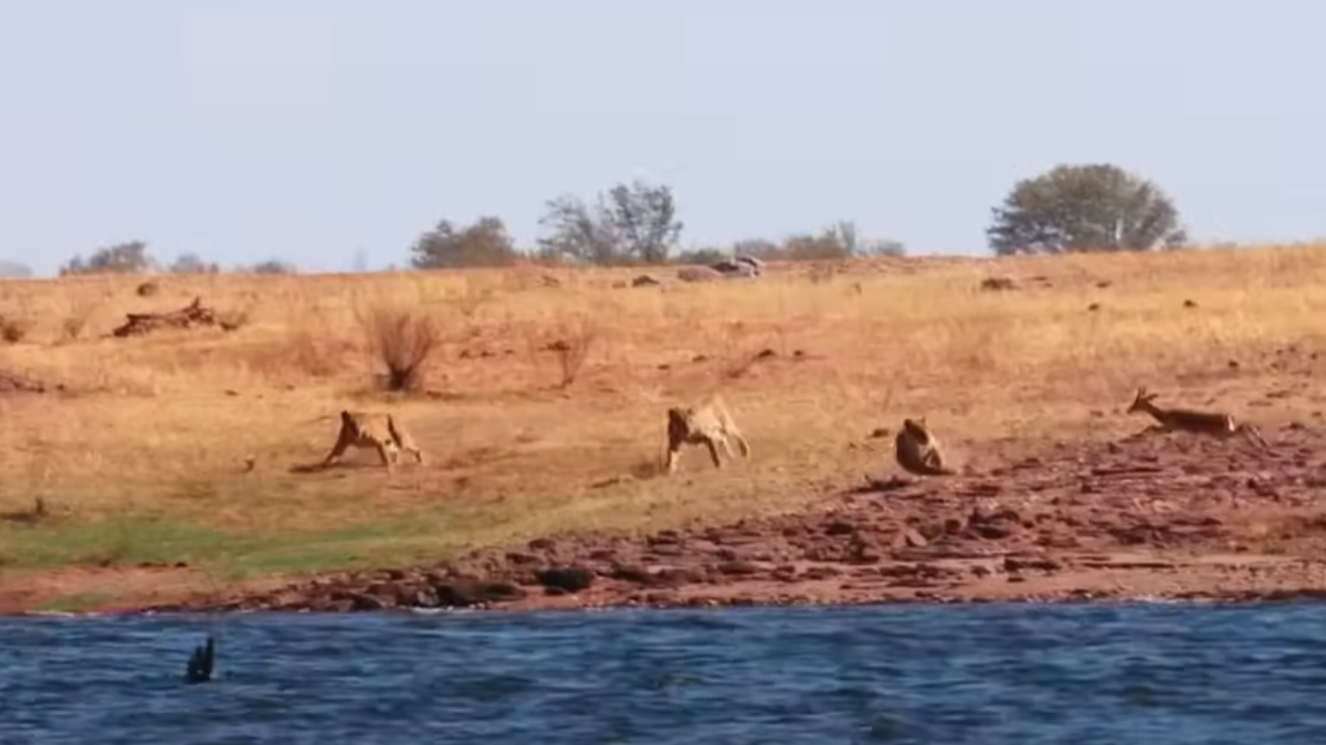 Caught On Camera: 22 Lions Unleash Hunting Fury On Herd Of Impala