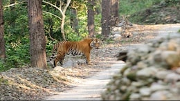Supreme Court's "Waste Bin" Rap Over Deforestation In Corbett Tiger Reserve